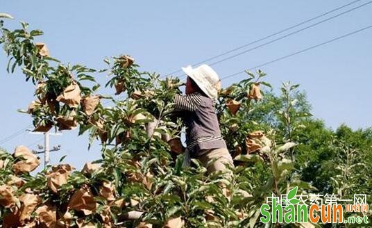 6月份苹果园应该怎么管？