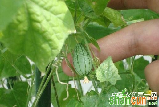 拇指西瓜的栽培技术