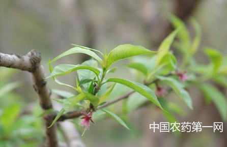 桃树如何控梢促花？