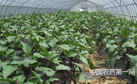 茄子定植后怎样管最好