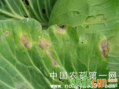 花椰菜细菌性黑斑病