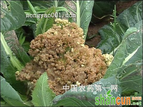 花椰菜灰霉病防治措施