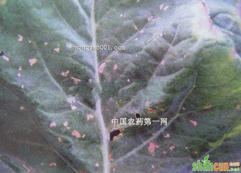 花椰菜细菌性叶斑病防治措施
