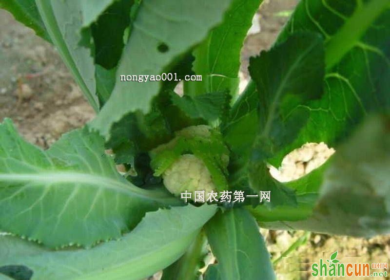 花椰菜小花球防治措施