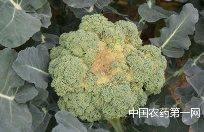 冬春花椰菜害虫的防治方法