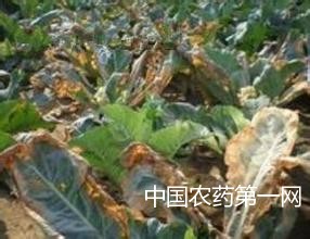 花椰菜黑腐病综合防治