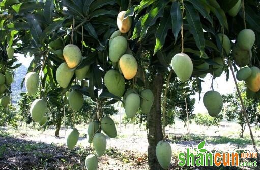 芒果种植需要什么条件 芒果树苗多长时间可以结果