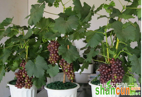 盆栽葡萄种植技术