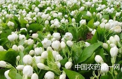 茉莉花的栽培管理方法