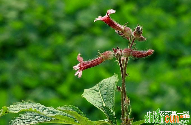 生地的田间管理技术