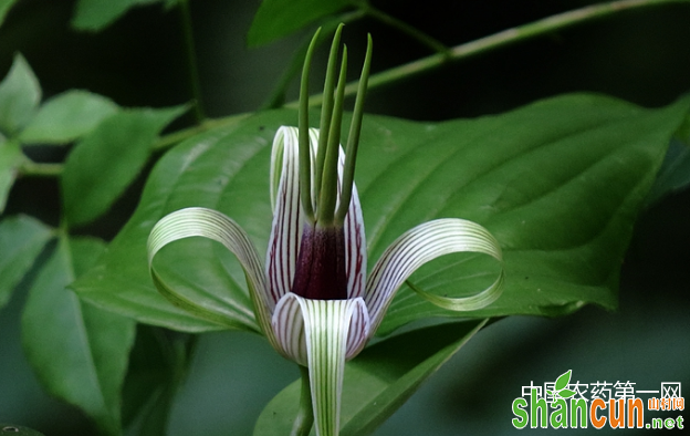 百部的种植方法