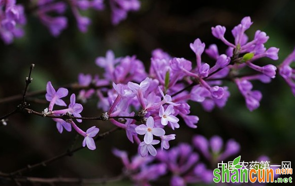 芫花的栽培技术