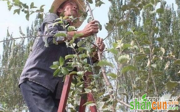 苹果秋天拉枝的好处