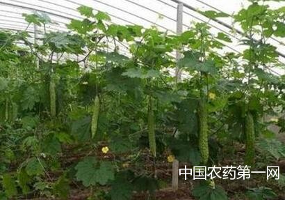 微量元素肥料施用应该注意哪些方面