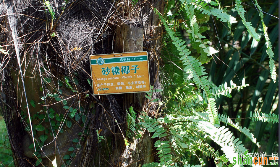 砂糖椰子的种植技术