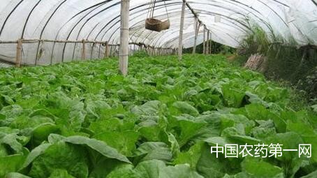 大棚蔬菜氨气中毒怎么办