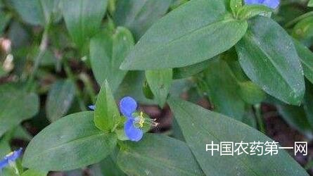 鸭跖草用什么除草剂效果好