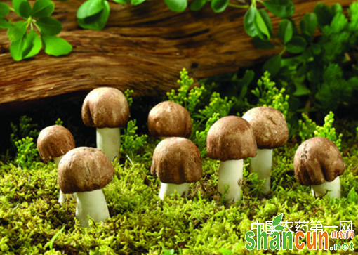 蘑菇有机生态型栽培技术