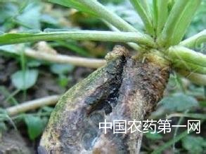 如何防治胡萝卜灰霉病？