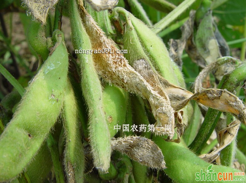 菜用大豆菌核病