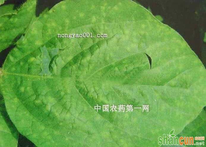 菜用大豆霜霉病