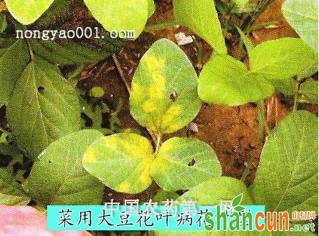 菜用大豆花叶病