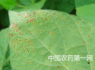 菜用大豆细菌性斑疹病