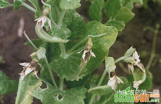 豌豆芽枯病防治方法
