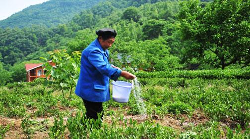 茶树施肥技术