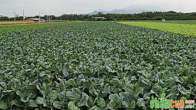 芥蓝的种植条件及技术