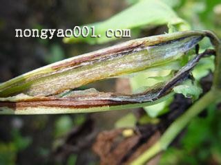 蚕豆茎疫病正确防治技巧