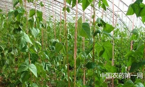 菜豆落花落荚的原因及其防治措施