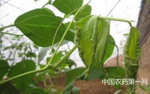 菜豆灰霉病发病症状和防治方法