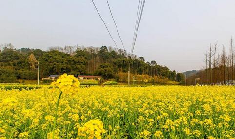 春茬油菜栽培技术