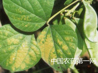 扁豆花叶病毒病的防治方法