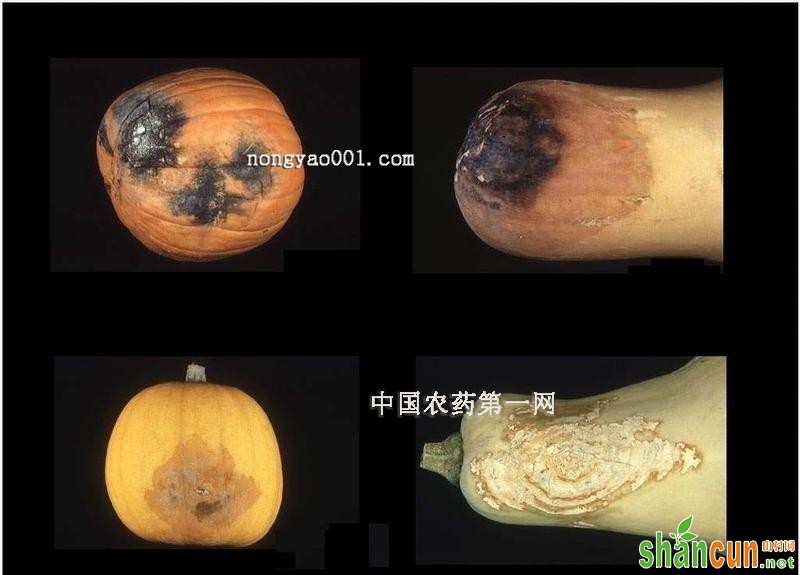 南瓜褐腐病