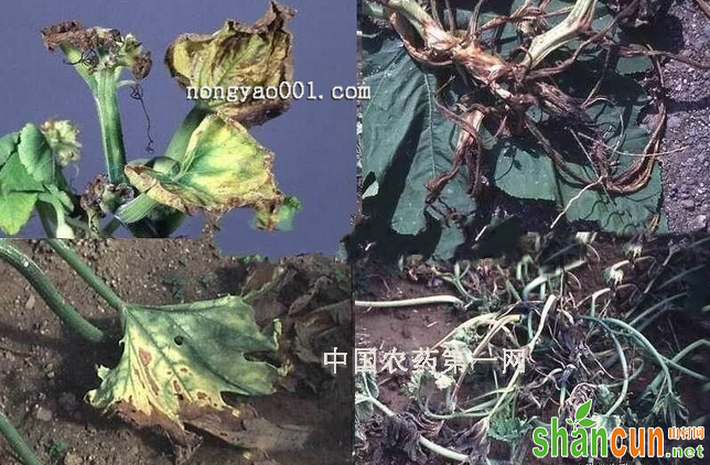 南瓜细菌性枯萎病防治措施