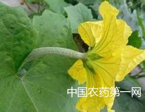 丝瓜的烂花为何因