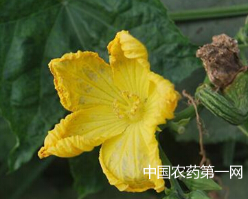 丝瓜烂花症状