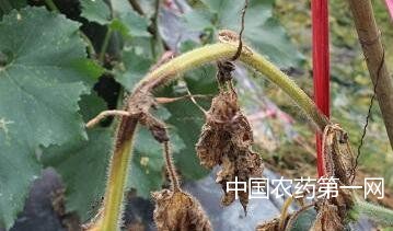 秋植冬瓜枯萎病的防治