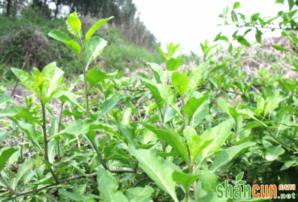 蔬菜型枸杞三采收三管理