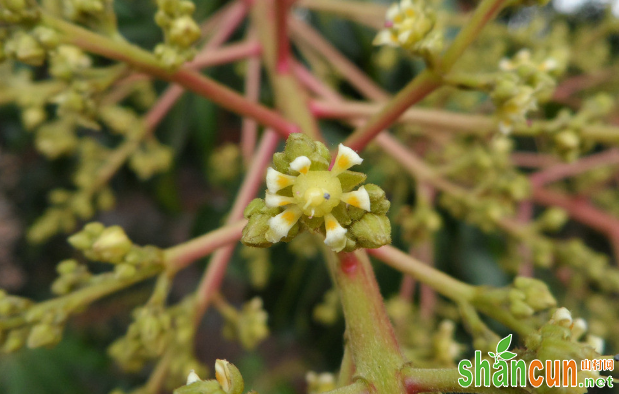 如何促进芒果花芽分化？