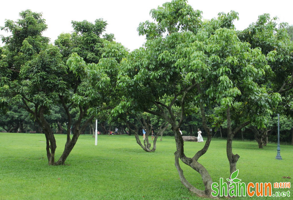 荔枝春季如何科学施肥？