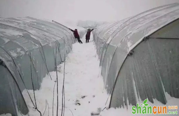 如何预防大雪压塌大棚？大棚温室除雪方法