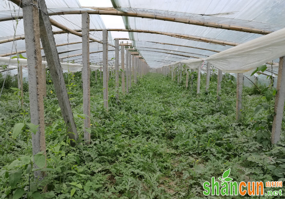 大棚早春西瓜怎么种植？