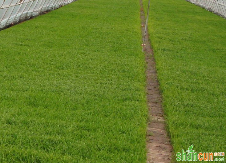 培育水稻壮秧要注意哪些问题？