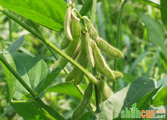 如何进行夏大豆优质高产栽培？