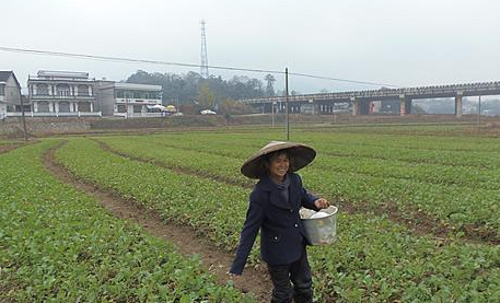 油菜如何科学施肥？