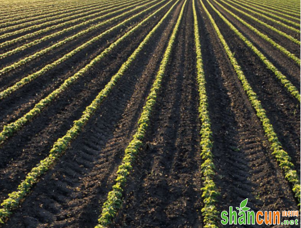 大豆栽培如何科学使用节水灌溉技术？