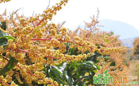 芒果坐果率低怎么办？芒果花期管理应注意什么？